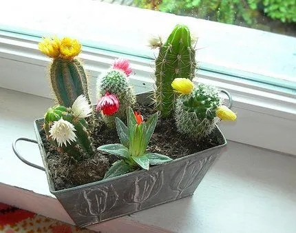 Cactus decorativos