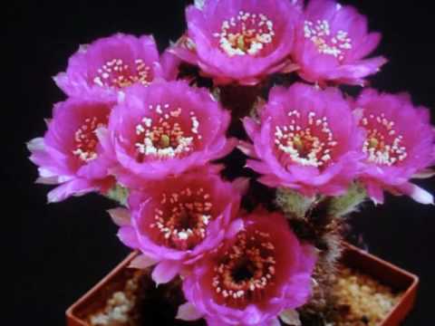 CACTUS EN FLOR - YouTube