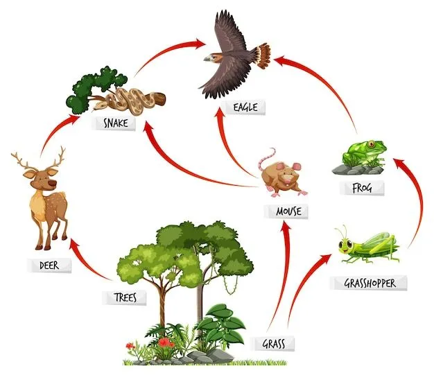 La cadena de alimentación | Wiki | Twinkl - Twinkl La cadena de alimentación | Wiki | Twinkl - Twinkl