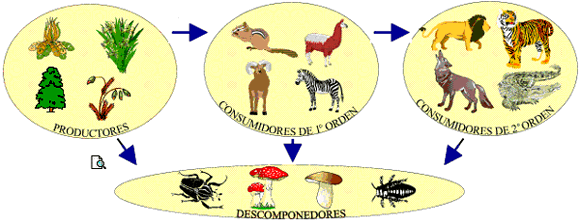 Cadena Alimentaria