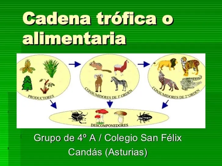 Cadena Alimentaria