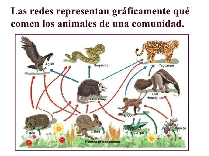 Buscar Directo - Imágenes - cadena alimenticia animal Buscar Directo - Imágenes - cadena alimenticia animal