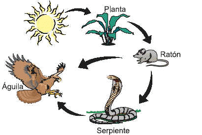 cadena_alimentaria | Diccionario de biología cadena_alimentaria | Diccionario de biología