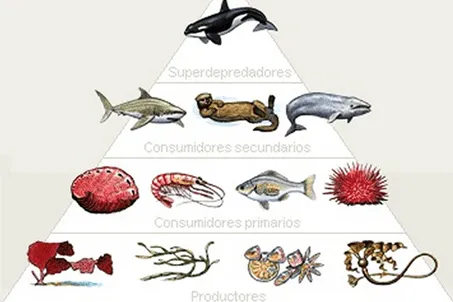 Cadena alimenticia maritima - Imagui