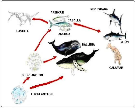 CIENCIAS BIOLOGICAS: CADENAS ALIMENTARIAS