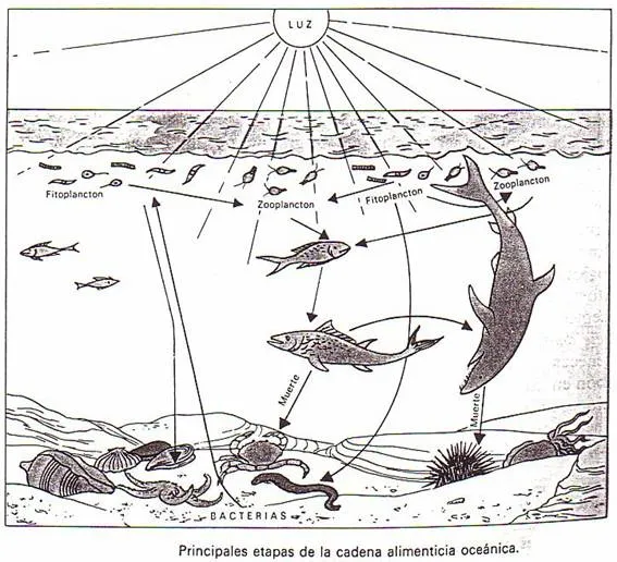 La cadena alimentaria y los niveles tróficos | Blogodisea