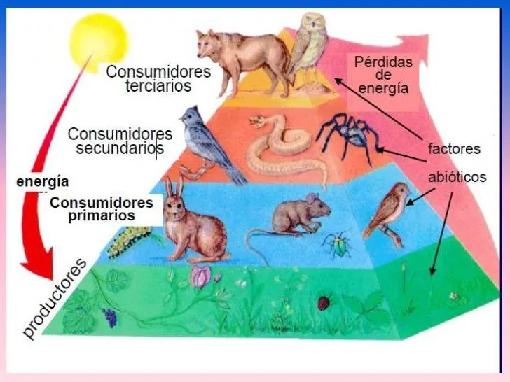 cadena-alimentaria-o-trofica- ...