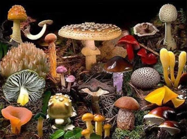 Cadena alimentaria (seres vivos) - Mind42
