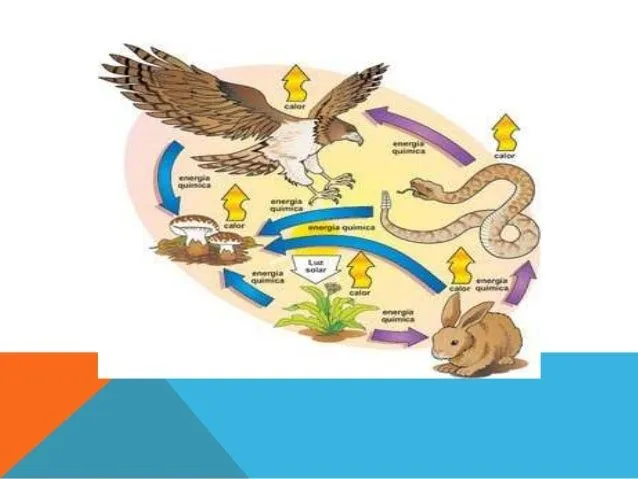 cadena-alimentaria-y-piramide- ...