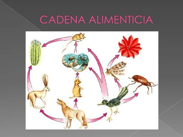 cadena-alimenticia-1-728.jpg? ...