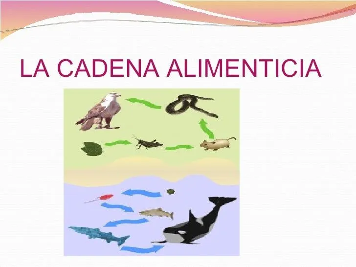 Cadena alimenticia-