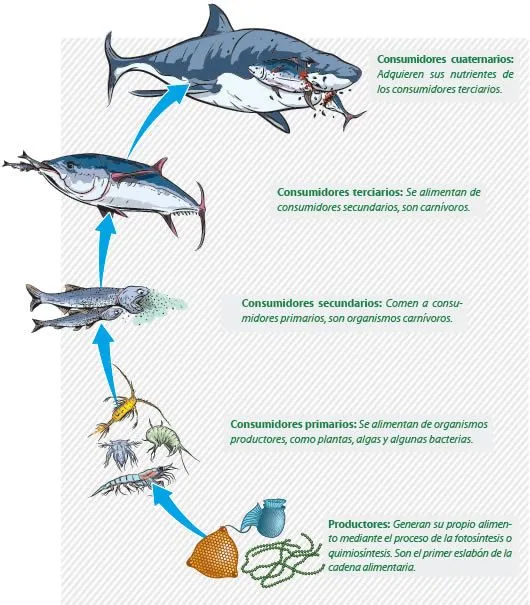 Cadena alimenticia acuática - Cadena alimenticia Cadena alimenticia acuática - Cadena alimenticia