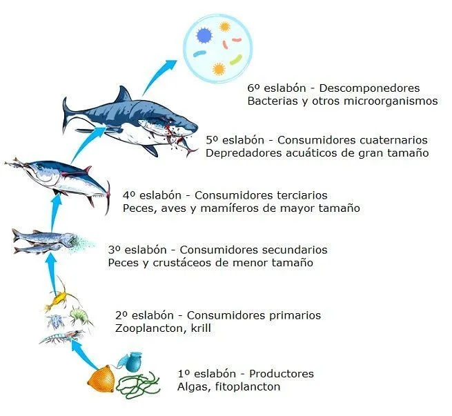 Cadena Alimenticia Acuática: qué es y ejemplos en 2023 | Alimenticio, Cadenas, Significado de te Cadena Alimenticia Acuática: qué es y ejemplos en 2023 | Alimenticio, Cadenas, Significado de te
