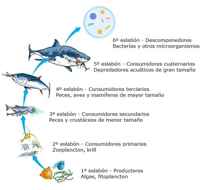 Cadena Alimenticia Acuática: qué es y ejemplos - Significados Cadena Alimenticia Acuática: qué es y ejemplos - Significados