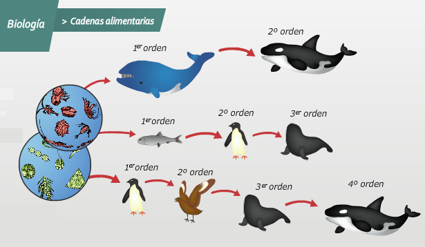 Imagenes de cadena alimenticia acuatica - Imagui