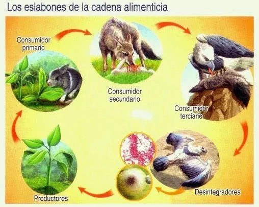 LA CADENA ALIMENTICIA | ¡¡ BIENVENIDOS AL REINO ANIMAL !!