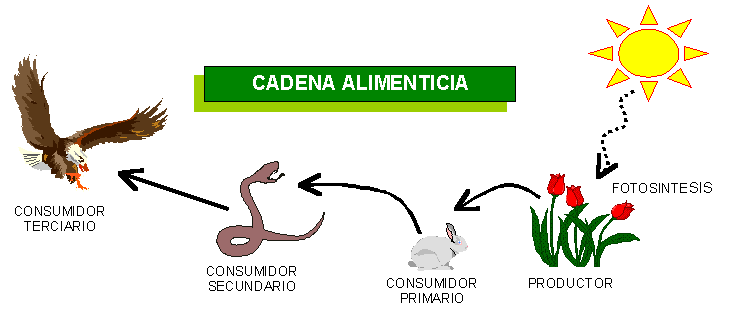 Dibujo de cadena alimenticia - Imagui