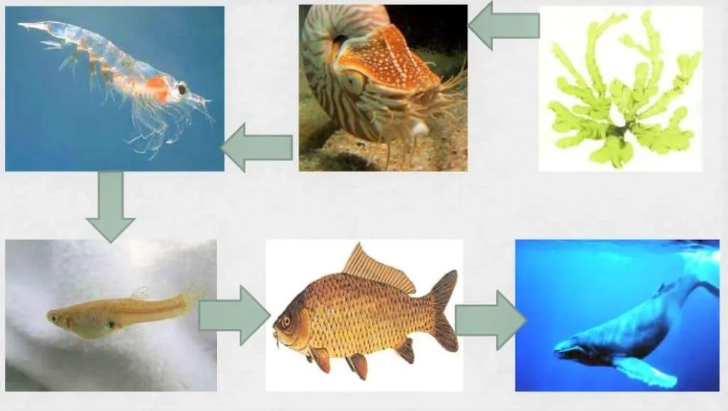 CADENA ALIMENTICIA | Características, niveles y ejemplos CADENA ALIMENTICIA | Características, niveles y ejemplos