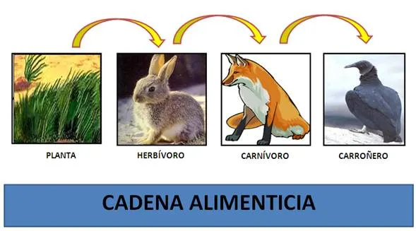 Cadena alimenticia - Clase magistral - Monografias.com Cadena alimenticia - Clase magistral - Monografias.com