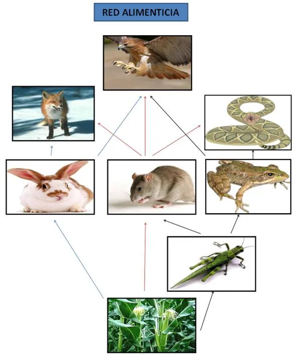 Cadena alimenticia - Clase magistral - Monografias.com