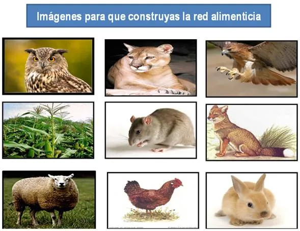 Cadena alimenticia - Clase magistral - Monografias.com Cadena alimenticia - Clase magistral - Monografias.com