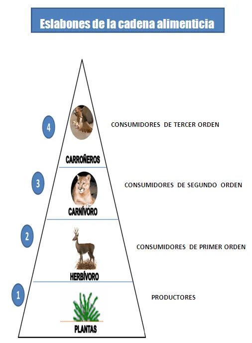 Cadena alimenticia - Clase magistral - Monografias.com