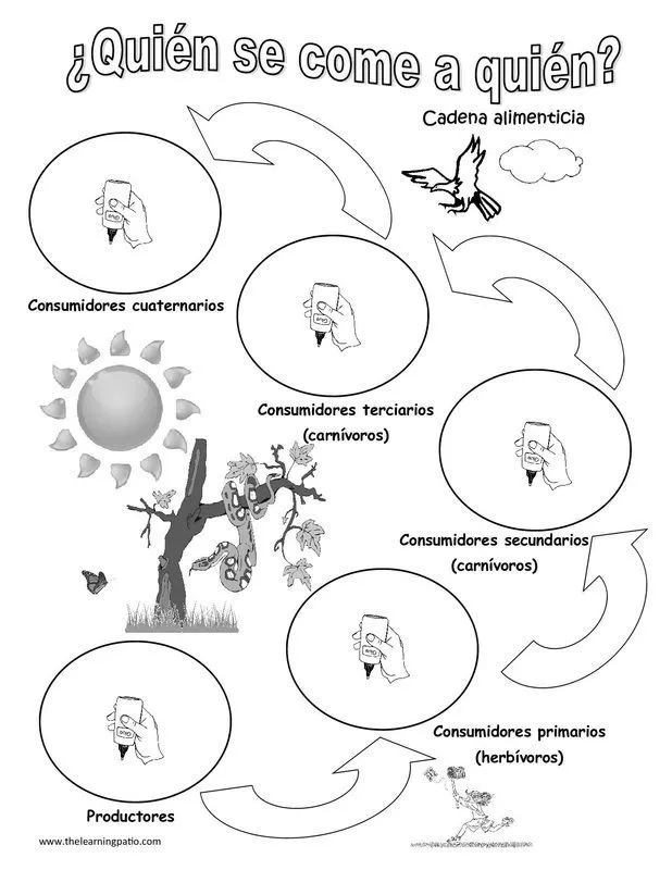cadena alimenticia para colorear - Buscar con Google | ANIMALS ... cadena alimenticia para colorear - Buscar con Google | ANIMALS ...