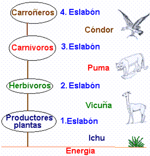 CADENAS ALIMENTICIAS: LAS CADENAS ALIMENTICIAS CADENAS ALIMENTICIAS: LAS CADENAS ALIMENTICIAS