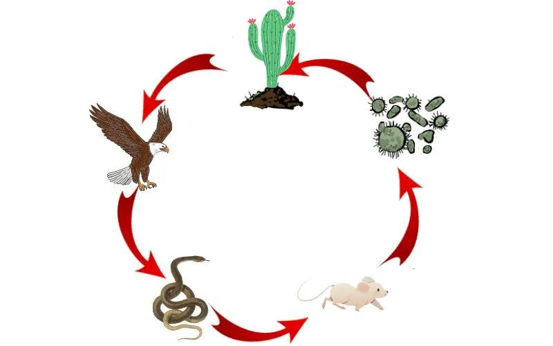 Cadena alimenticia del desierto: qué es, niveles de la cadena Cadena alimenticia del desierto: qué es, niveles de la cadena