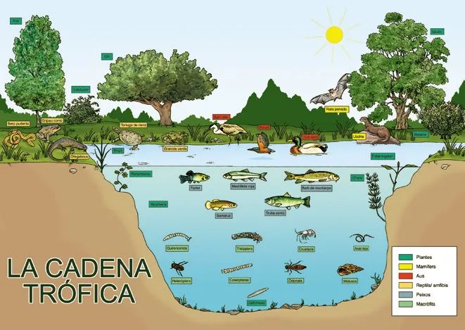 Imagenes de la cadena alimenticia marina - Imagui