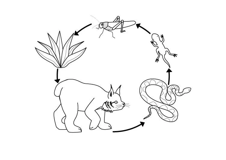 Cadena alimenticia: dibujo para colorear e imprimir Cadena alimenticia: dibujo para colorear e imprimir