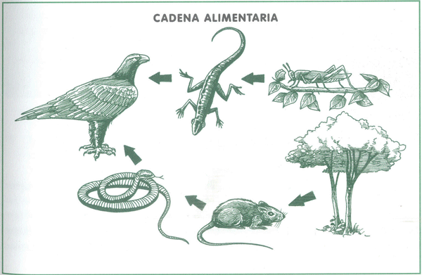 Cadena alimenticia con dibujo - Imagui