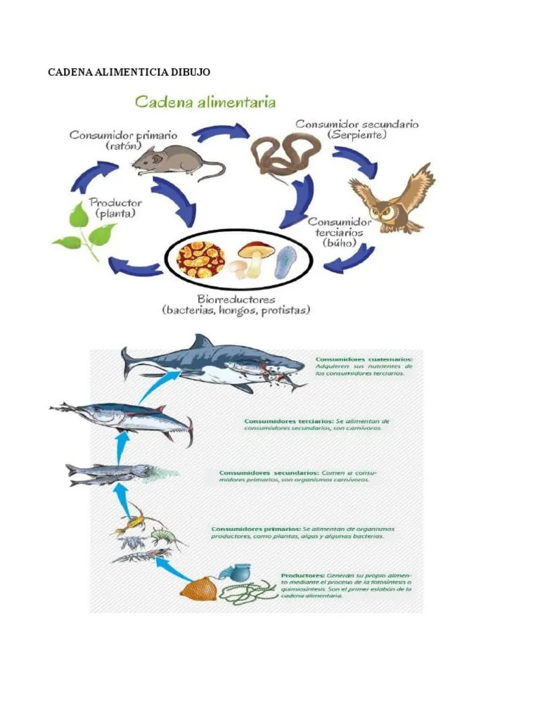 Cadena Alimenticia Dibujo | PDF | Parasitismo | Ecología Cadena Alimenticia Dibujo | PDF | Parasitismo | Ecología