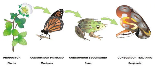 Q es una cadena alimenticia con dibujos - Imagui