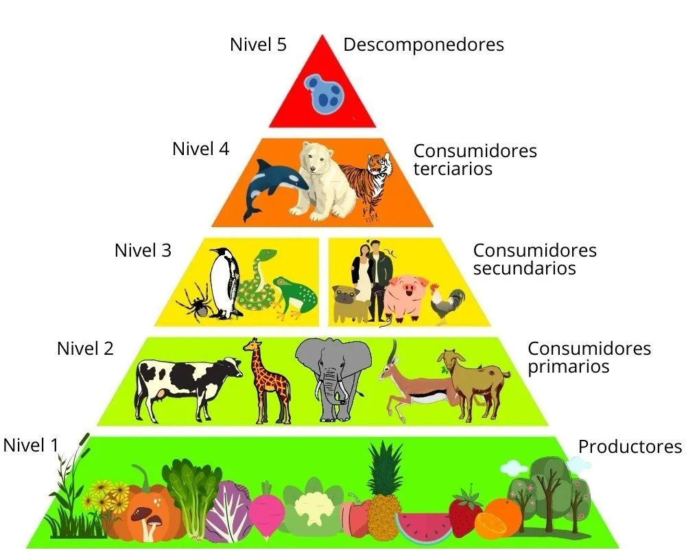 Qué es la Cadena Alimenticia: eslabones y ejemplos - Significados Qué es la Cadena Alimenticia: eslabones y ejemplos - Significados