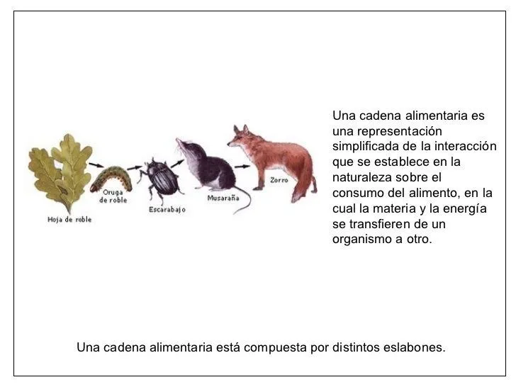 Imagenes de cadenas alimenticias faciles de dibujar - Imagui Imagenes de cadenas alimenticias faciles de dibujar - Imagui
