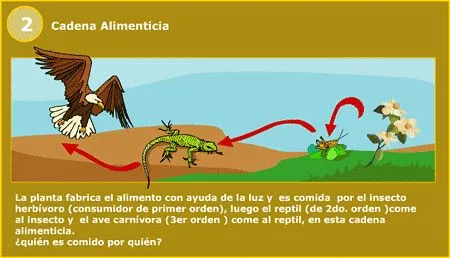 La gallina explicacion para niños - Imagui