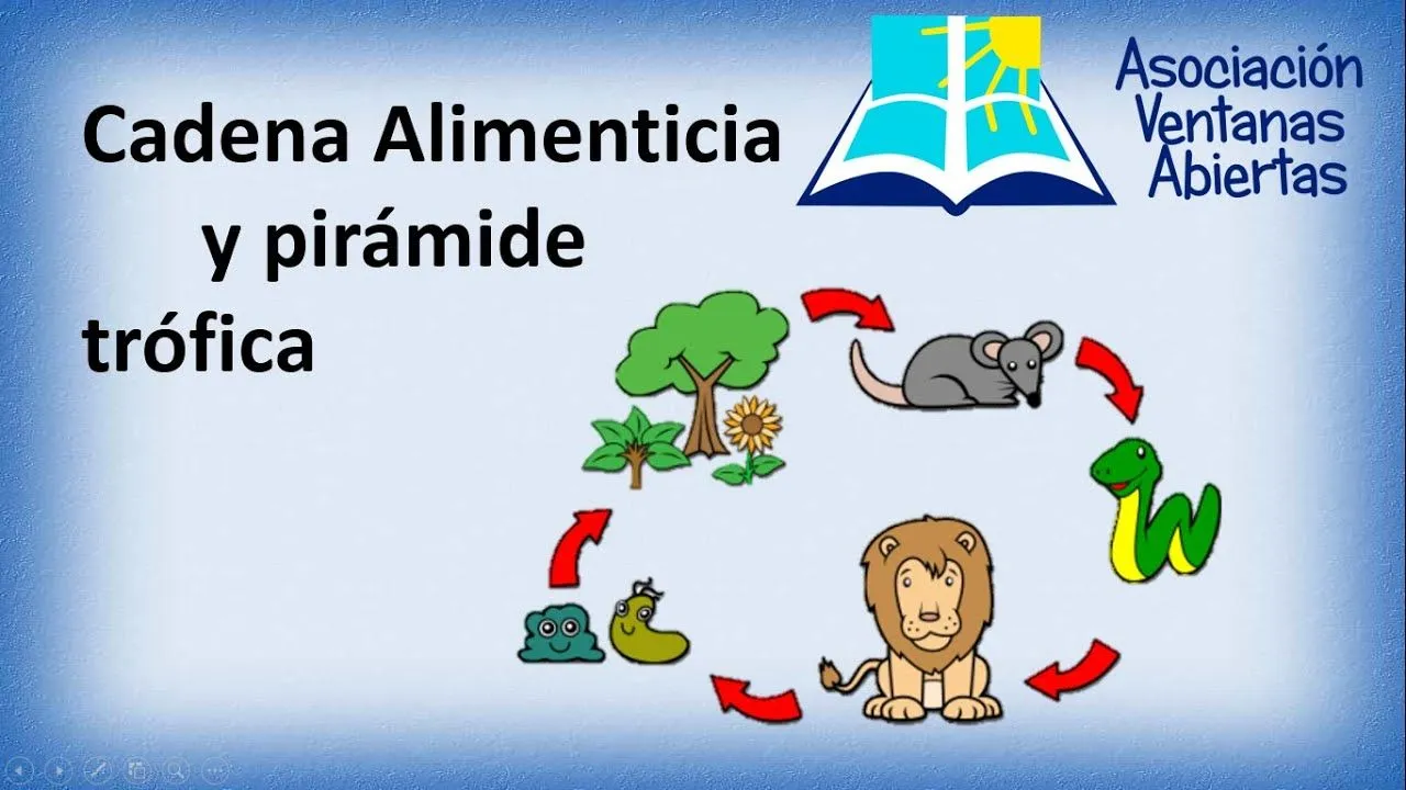 cadena alimenticia y pirámide trófica 2 (3er grado de primaria) - YouTube cadena alimenticia y pirámide trófica 2 (3er grado de primaria) - YouTube