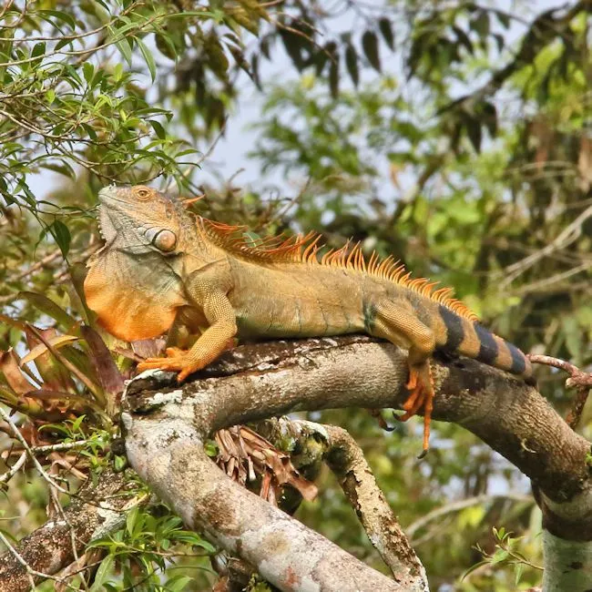 Cadena alimenticia de la selva