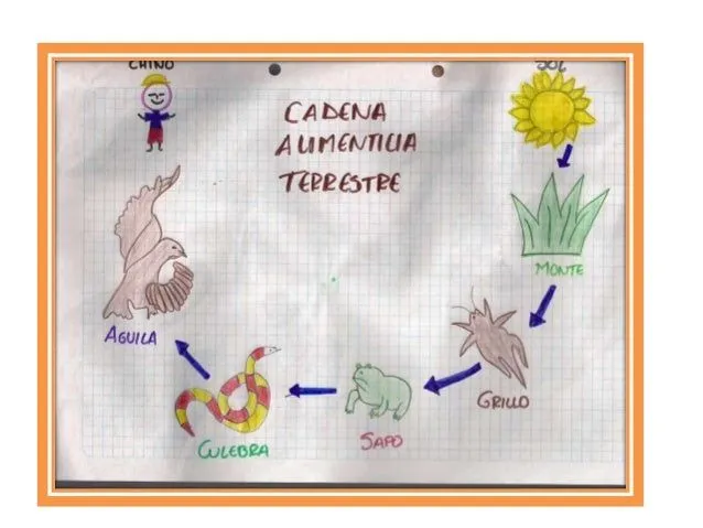 cadena-alimenticia-terrestre- ...