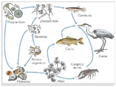 CADENA ALIMENTICIA (terrestre-acuatica-aerea) CADENA ALIMENTICIA (terrestre-acuatica-aerea)