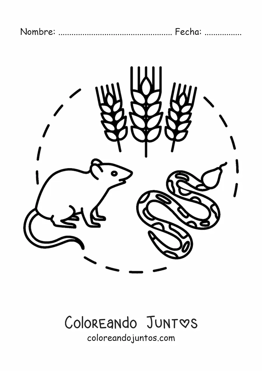 Cadena alimenticia terrestre | Coloreando Juntos Cadena alimenticia terrestre | Coloreando Juntos
