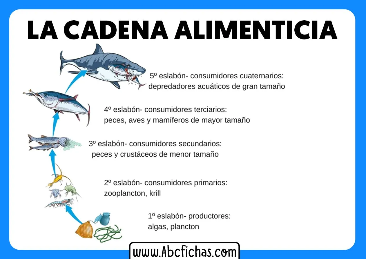 La Cadena Alimenticia o Trófica - ABC Fichas La Cadena Alimenticia o Trófica - ABC Fichas