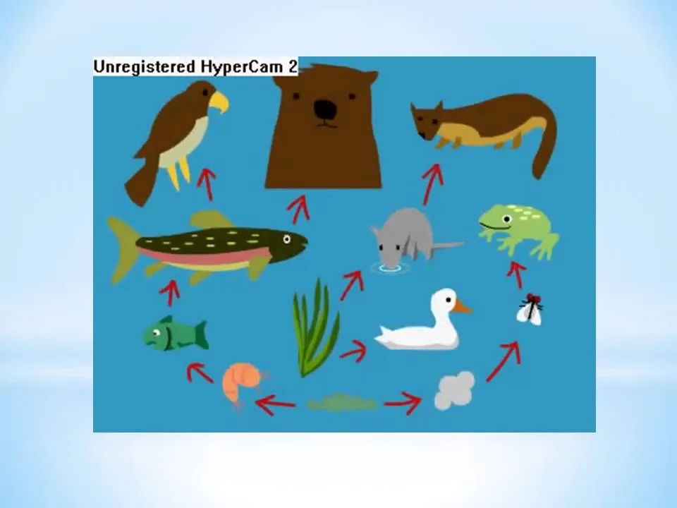 Cadena Alimenticia - YouTube