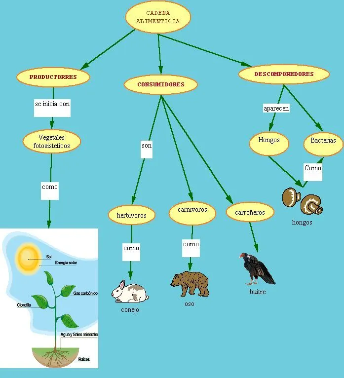 Cadena Alimenticias Pictures