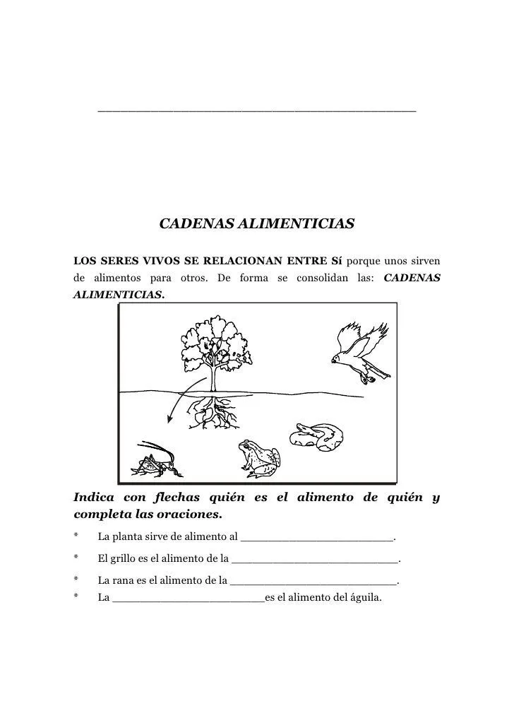 Cadena alimenticias repaso