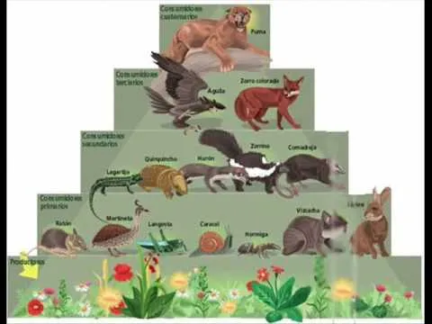 cadena alimneticia_0001.wmv - YouTube