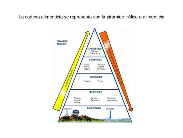 cadena-trofica-4-638.jpg?cb= ...