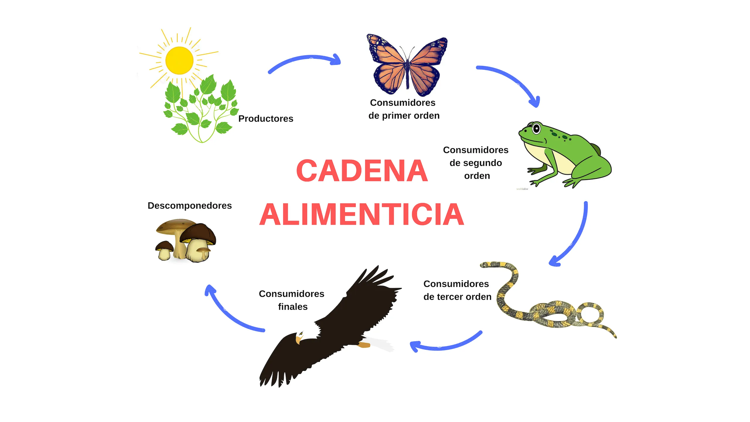 Cadena trófica | Definición, Importancia, Tipos y ejemplos (con diagrama) Cadena trófica | Definición, Importancia, Tipos y ejemplos (con diagrama)