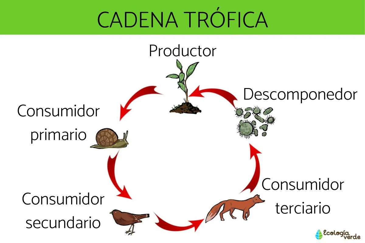 Qué es una cadena trófica y ejemplos - ¡Resumen! Qué es una cadena trófica y ejemplos - ¡Resumen!